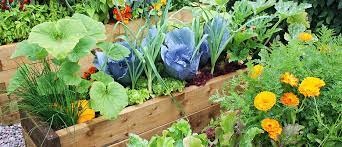 Your Simple Guide to Summer Vegetable Gardening